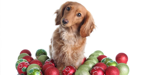 Tips For Keeping Pets Safe During Holidays