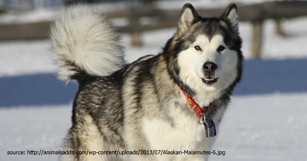 Have You Ever Heard About These Amazing State Dogs