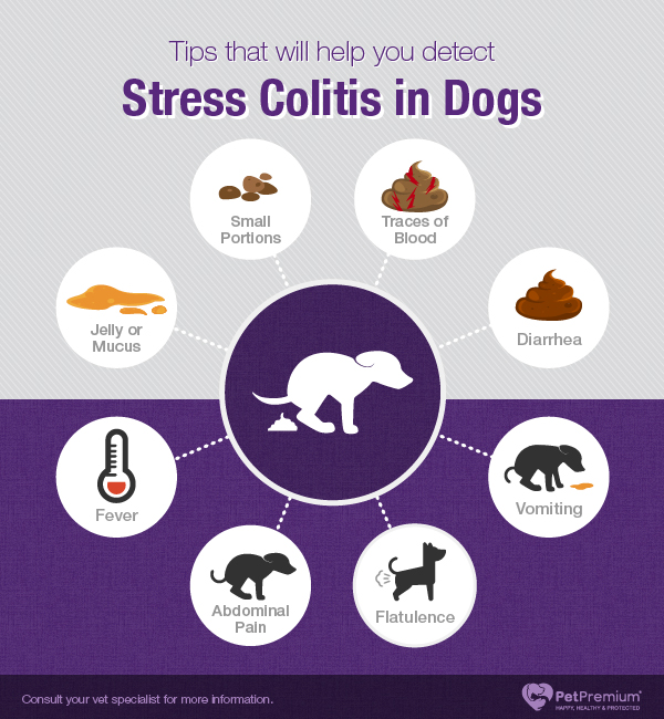 Stress Colitis In Dogs